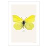 Print Brimstone Butterfly