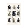 Picture Beetle Collage