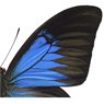 Print Papilio Ulysses