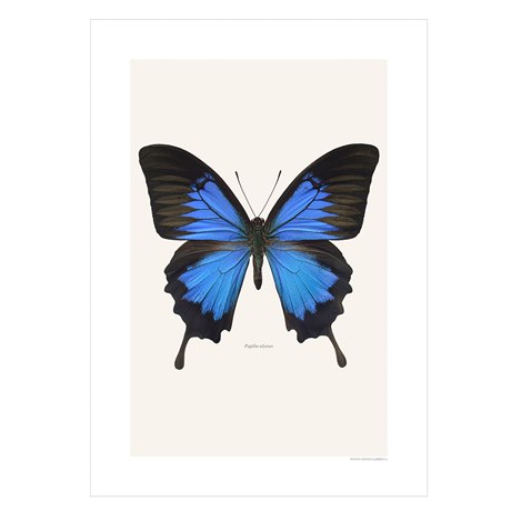 Print Papilio Ulysses