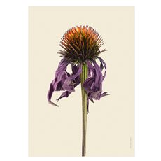 Print Purple Coneflower, withered