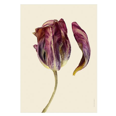 Print Tulip, withered plum petal