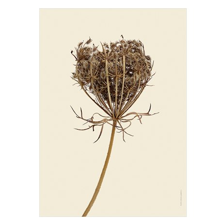 Print Wild carrot, withered